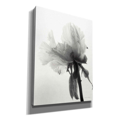 Image of 'Translucent Peony VIIIBW' by Debra Van Swearingen, Canvas Wall Art,12x16x1.1x0,20x24x1.1x0,26x30x1.74x0,40x54x1.74x0