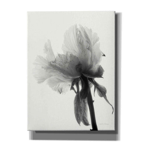 Image of 'Translucent Peony VIIIBW' by Debra Van Swearingen, Canvas Wall Art,12x16x1.1x0,20x24x1.1x0,26x30x1.74x0,40x54x1.74x0