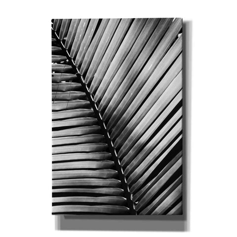 Image of 'Palm Frond I' by Debra Van Swearingen, Canvas Wall Art,12x18x1.1x0,18x26x1.1x0,26x40x1.74x0,40x60x1.74x0