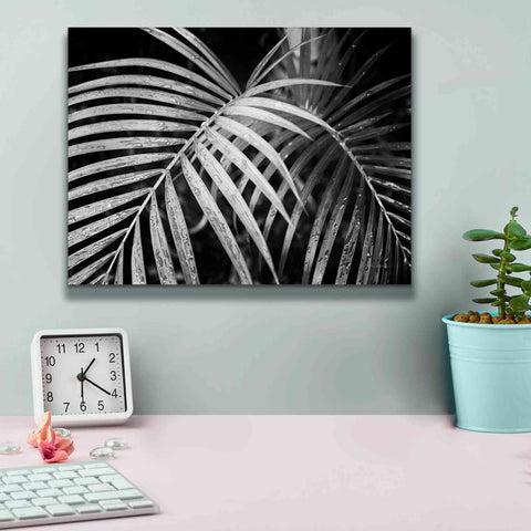 Image of 'Palm Fronds' by Debra Van Swearingen, Canvas Wall Art,16 x 12