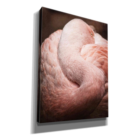 Image of 'Chilean Flamingo I' by Debra Van Swearingen, Canvas Wall Art,12x16x1.1x0,18x26x1.1x0,26x34x1.74x0,40x54x1.74x0