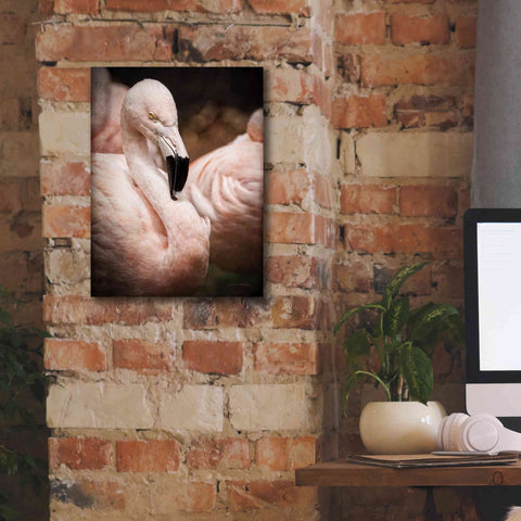 Image of 'Chilean Flamingo II' by Debra Van Swearingen, Canvas Wall Art,12 x 16