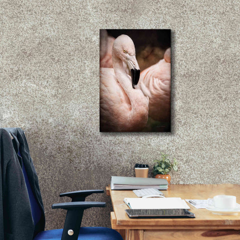 Image of 'Chilean Flamingo II' by Debra Van Swearingen, Canvas Wall Art,18 x 26