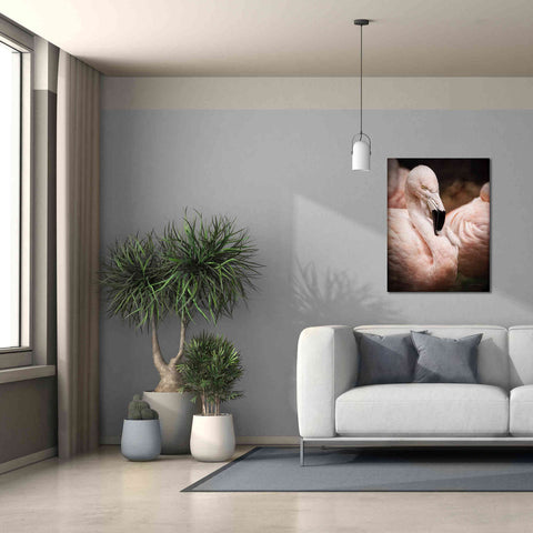 Image of 'Chilean Flamingo II' by Debra Van Swearingen, Canvas Wall Art,26 x 34