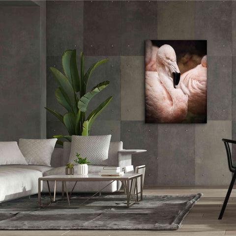 Image of 'Chilean Flamingo II' by Debra Van Swearingen, Canvas Wall Art,40 x 54