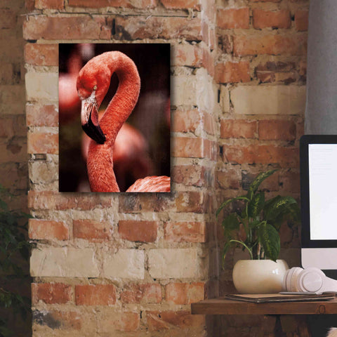 Image of 'Caribbean Flamingo II' by Debra Van Swearingen, Canvas Wall Art,12 x 16