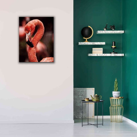 Image of 'Caribbean Flamingo II' by Debra Van Swearingen, Canvas Wall Art,26 x 34