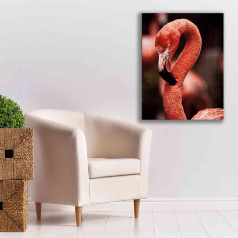 Image of 'Caribbean Flamingo II' by Debra Van Swearingen, Canvas Wall Art,26 x 34