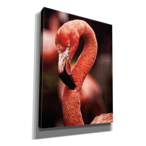 Image of 'Caribbean Flamingo II' by Debra Van Swearingen, Canvas Wall Art,12x16x1.1x0,18x26x1.1x0,26x34x1.74x0,40x54x1.74x0