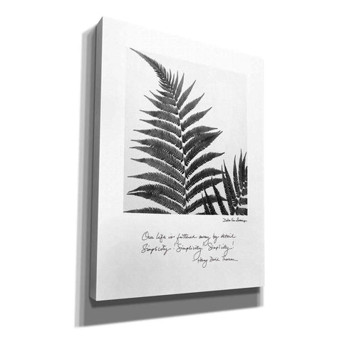 Image of 'Delicate Fern v2' by Debra Van Swearingen, Canvas Wall Art,12x16x1.1x0,20x24x1.1x0,26x30x1.74x0,40x54x1.74x0