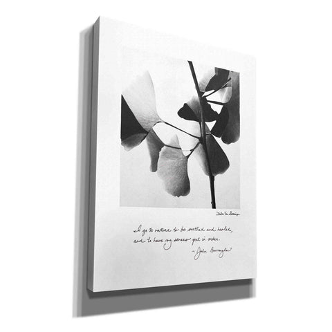 Image of 'Delicate Ginkgo v2' by Debra Van Swearingen, Canvas Wall Art,12x16x1.1x0,20x24x1.1x0,26x30x1.74x0,40x54x1.74x0