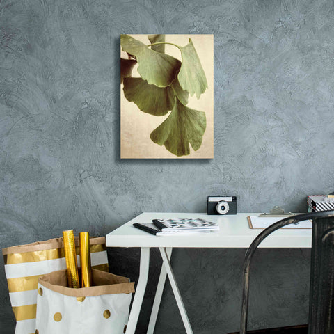 Image of 'Gingko Color' by Debra Van Swearingen, Canvas Wall Art,12 x 16