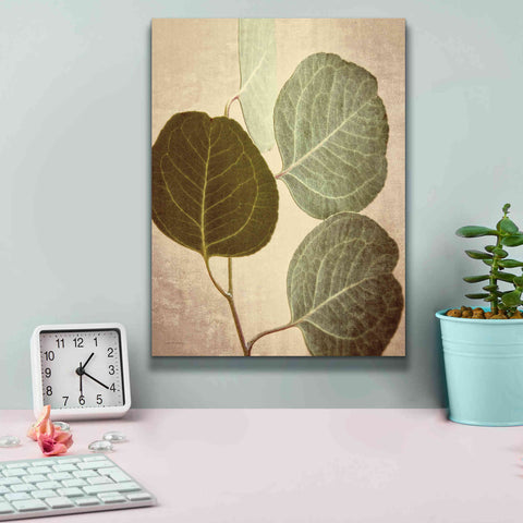 Image of 'Eucalyptus Color' by Debra Van Swearingen, Canvas Wall Art,12 x 16