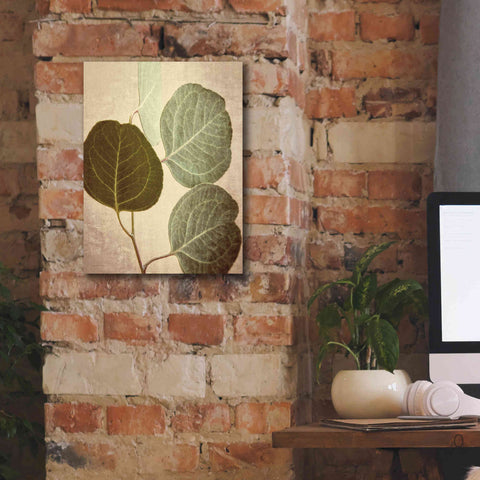 Image of 'Eucalyptus Color' by Debra Van Swearingen, Canvas Wall Art,12 x 16