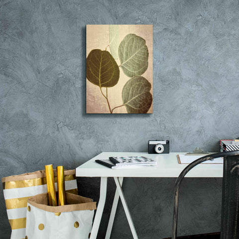 Image of 'Eucalyptus Color' by Debra Van Swearingen, Canvas Wall Art,12 x 16