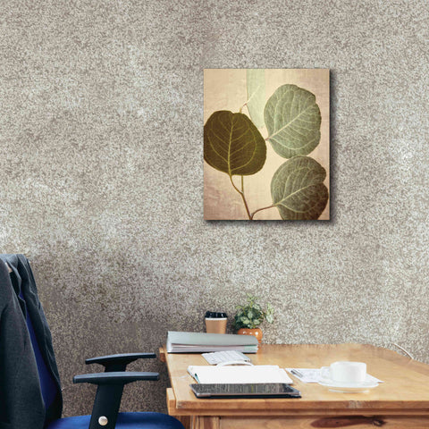 Image of 'Eucalyptus Color' by Debra Van Swearingen, Canvas Wall Art,20 x 24