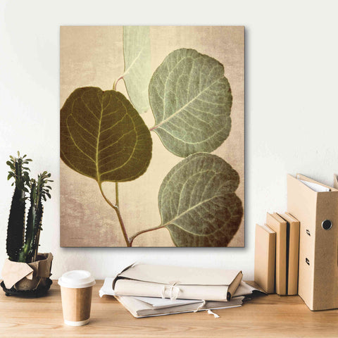 Image of 'Eucalyptus Color' by Debra Van Swearingen, Canvas Wall Art,20 x 24