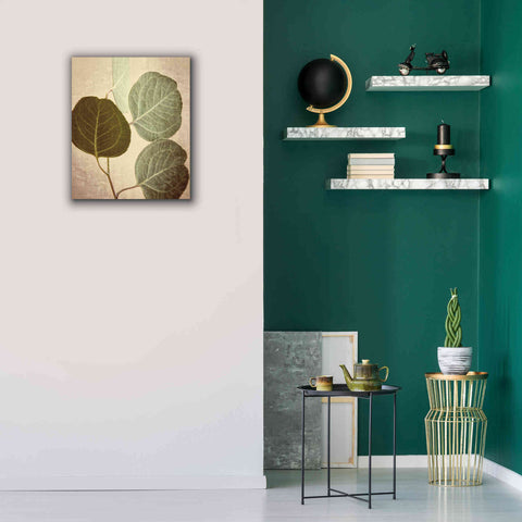 Image of 'Eucalyptus Color' by Debra Van Swearingen, Canvas Wall Art,20 x 24