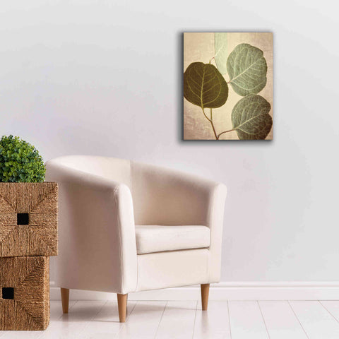 Image of 'Eucalyptus Color' by Debra Van Swearingen, Canvas Wall Art,20 x 24