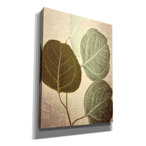 Image of 'Eucalyptus Color' by Debra Van Swearingen, Canvas Wall Art,12x16x1.1x0,20x24x1.1x0,26x30x1.74x0,40x54x1.74x0