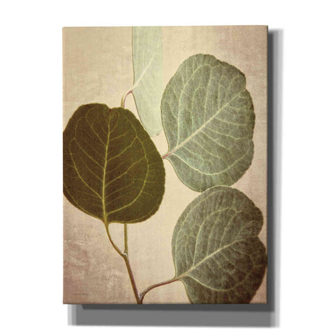 Image of 'Eucalyptus Color' by Debra Van Swearingen, Canvas Wall Art,12x16x1.1x0,20x24x1.1x0,26x30x1.74x0,40x54x1.74x0