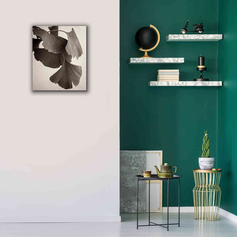 Image of 'Gingko Sepia' by Debra Van Swearingen, Canvas Wall Art,20 x 24