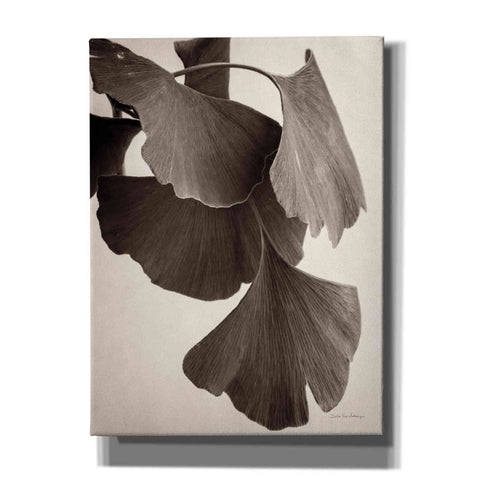 Image of 'Gingko Sepia' by Debra Van Swearingen, Canvas Wall Art,12x16x1.1x0,20x24x1.1x0,26x30x1.74x0,40x54x1.74x0