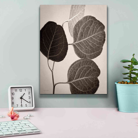 Image of 'Eucalyptus Sepia' by Debra Van Swearingen, Canvas Wall Art,12 x 16