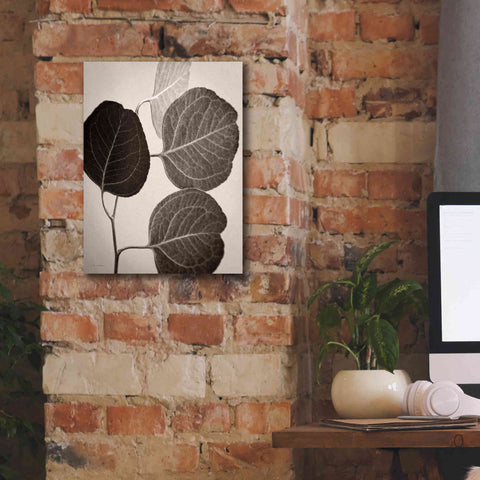 Image of 'Eucalyptus Sepia' by Debra Van Swearingen, Canvas Wall Art,12 x 16