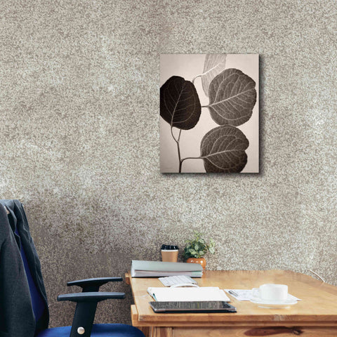 Image of 'Eucalyptus Sepia' by Debra Van Swearingen, Canvas Wall Art,20 x 24