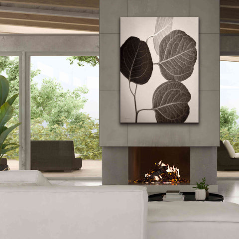 Image of 'Eucalyptus Sepia' by Debra Van Swearingen, Canvas Wall Art,40 x 54