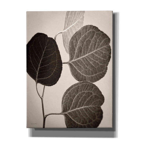 Image of 'Eucalyptus Sepia' by Debra Van Swearingen, Canvas Wall Art,12x16x1.1x0,20x24x1.1x0,26x30x1.74x0,40x54x1.74x0
