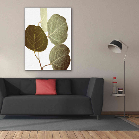 Image of 'Eucalyptus Color on White' by Debra Van Swearingen, Canvas Wall Art,40 x 54
