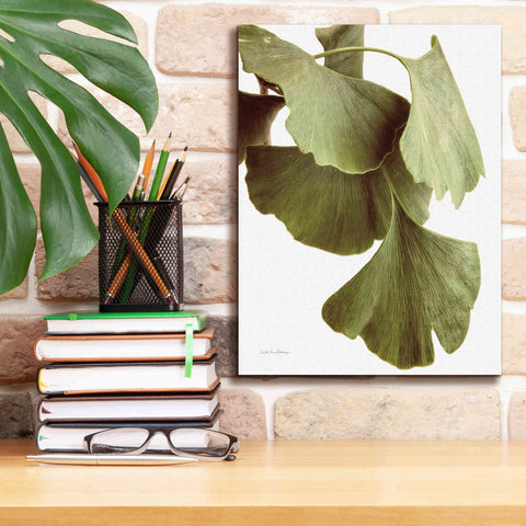 Image of 'Ginko Color on White' by Debra Van Swearingen, Canvas Wall Art,12 x 16