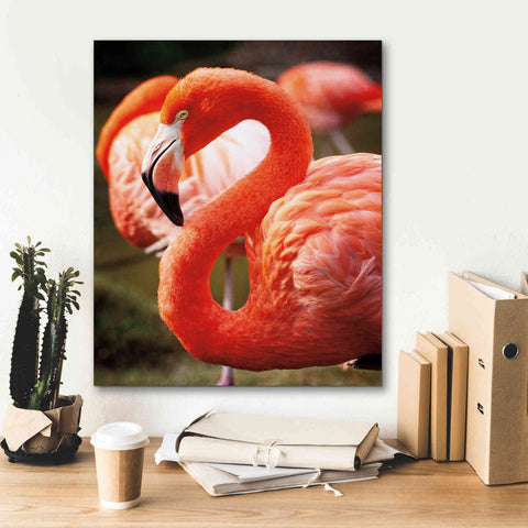 Image of 'Flamingo III' by Debra Van Swearingen, Canvas Wall Art,20 x 24