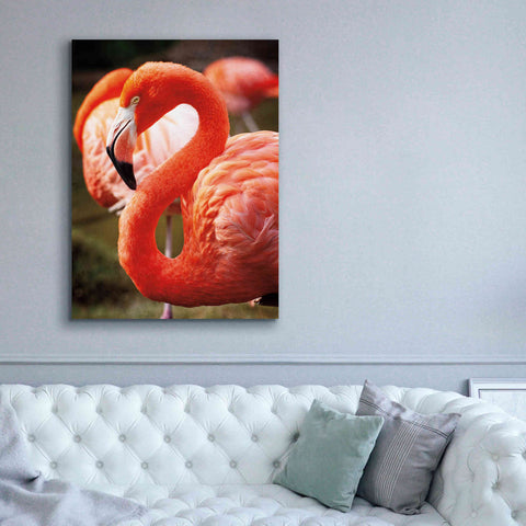 Image of 'Flamingo III' by Debra Van Swearingen, Canvas Wall Art,40 x 54