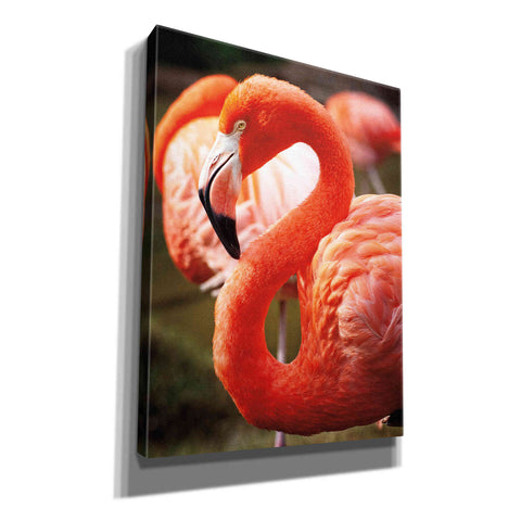 Image of 'Flamingo III' by Debra Van Swearingen, Canvas Wall Art,12x16x1.1x0,20x24x1.1x0,26x30x1.74x0,40x54x1.74x0