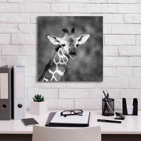 Image of 'Little Guy' by Debra Van Swearingen, Canvas Wall Art,18 x 18