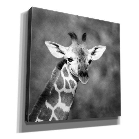 Image of 'Little Guy' by Debra Van Swearingen, Canvas Wall Art,12x12x1.1x0,18x18x1.1x0,26x26x1.74x0,37x37x1.74x0