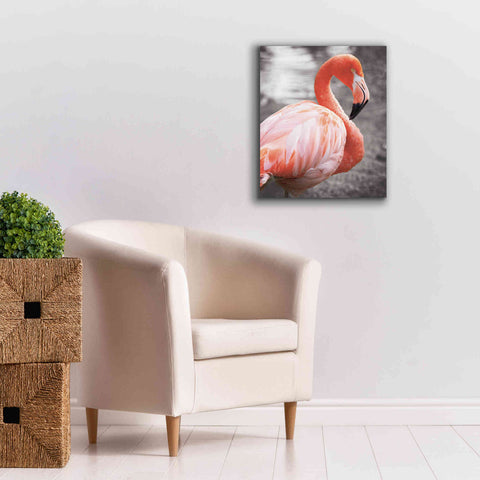 Image of 'Flamingo I on BW' by Debra Van Swearingen, Canvas Wall Art,20 x 24