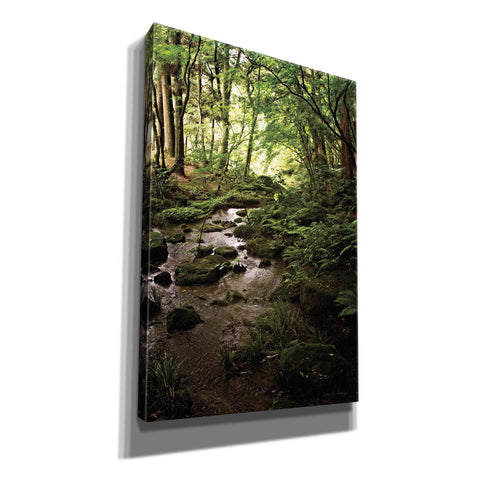 Image of 'Lush Creek in Forest' by Debra Van Swearingen, Canvas Wall Art,12x18x1.1x0,18x26x1.1x0,26x40x1.74x0,40x60x1.74x0