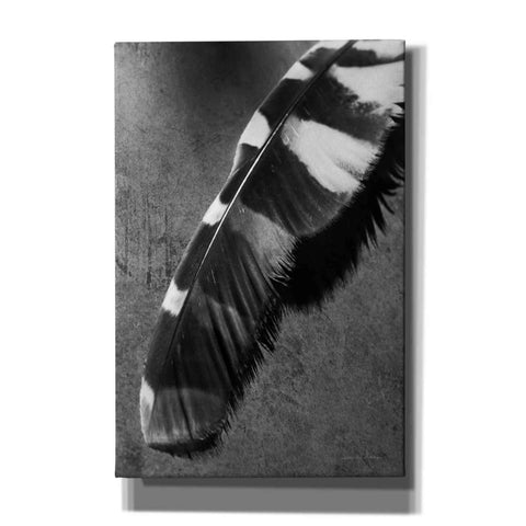 Image of 'Feather Shadow II' by Debra Van Swearingen, Canvas Wall Art,12x18x1.1x0,18x26x1.1x0,26x40x1.74x0,40x60x1.74x0
