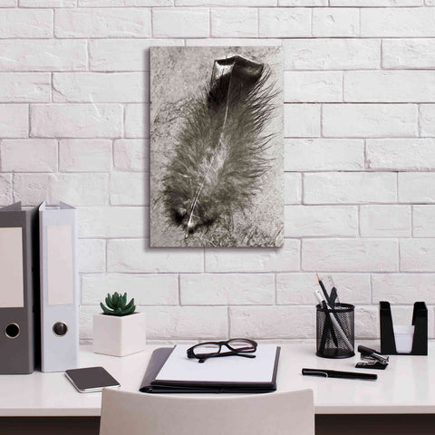 Image of 'Feather Shadow IV' by Debra Van Swearingen, Canvas Wall Art,12 x 18