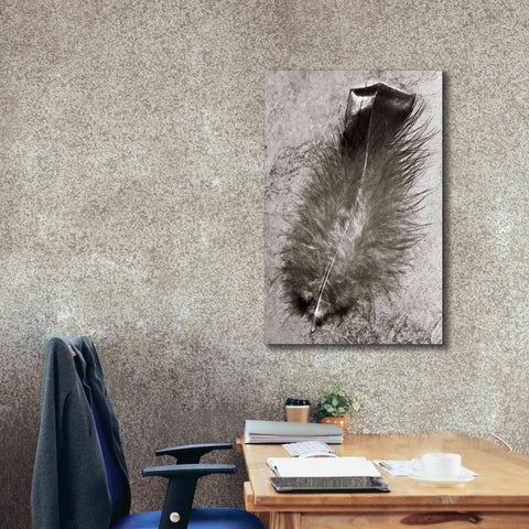 Image of 'Feather Shadow IV' by Debra Van Swearingen, Canvas Wall Art,26 x 40