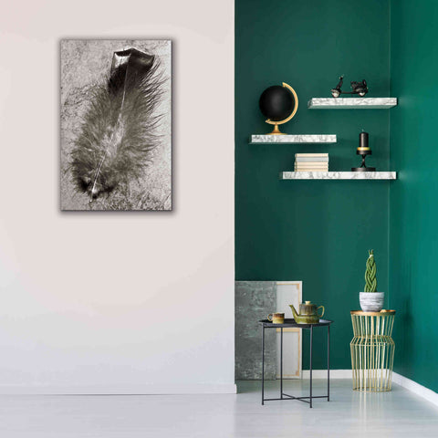 Image of 'Feather Shadow IV' by Debra Van Swearingen, Canvas Wall Art,26 x 40