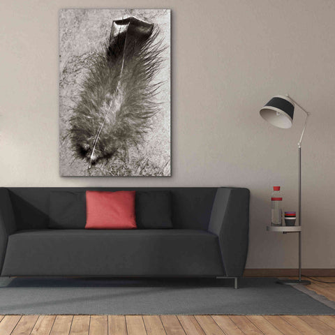 Image of 'Feather Shadow IV' by Debra Van Swearingen, Canvas Wall Art,40 x 60