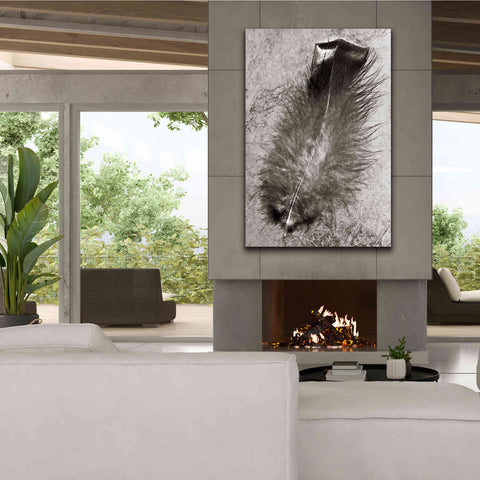 Image of 'Feather Shadow IV' by Debra Van Swearingen, Canvas Wall Art,40 x 60