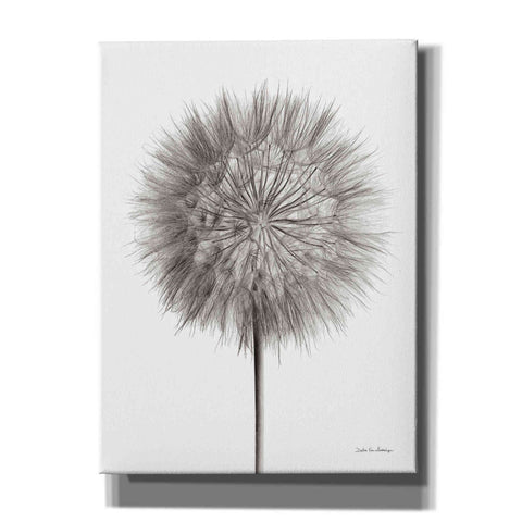 Image of 'Dandelion Fluff on White' by Debra Van Swearingen, Canvas Wall Art,12x16x1.1x0,20x24x1.1x0,26x30x1.74x0,40x54x1.74x0
