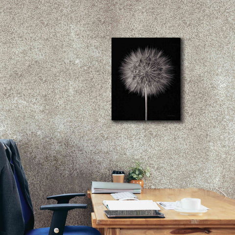 Image of 'Dandelion Fluff on Black' by Debra Van Swearingen, Canvas Wall Art,20 x 24