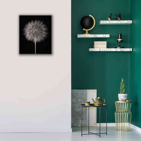 Image of 'Dandelion Fluff on Black' by Debra Van Swearingen, Canvas Wall Art,20 x 24